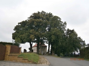 Seč - Lichnická - skupina stromů chráněných státem. 