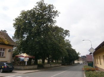 Seč - Chrudimská - skupina stromů chráněných státem. 